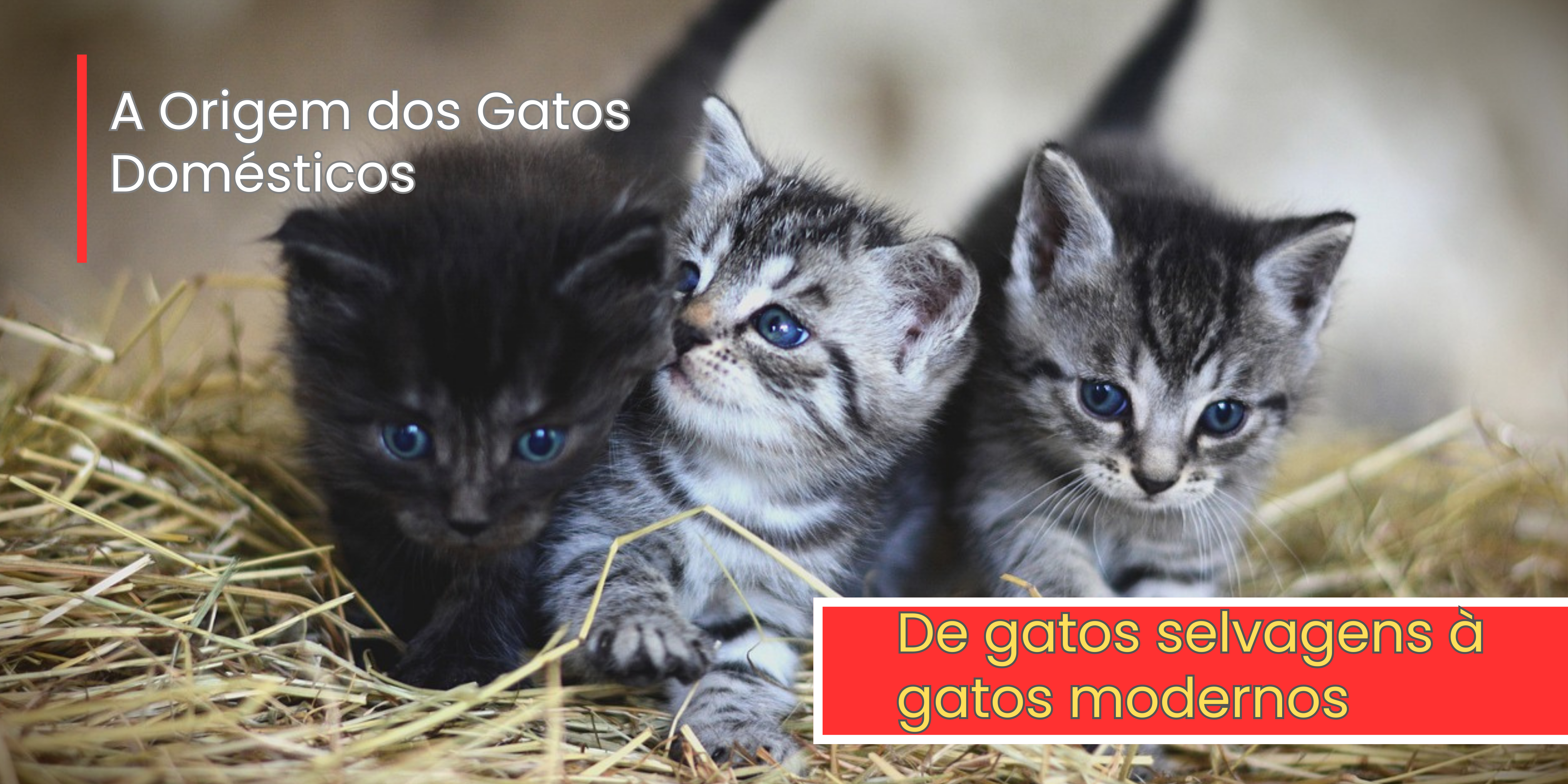 Gatos Domésticos