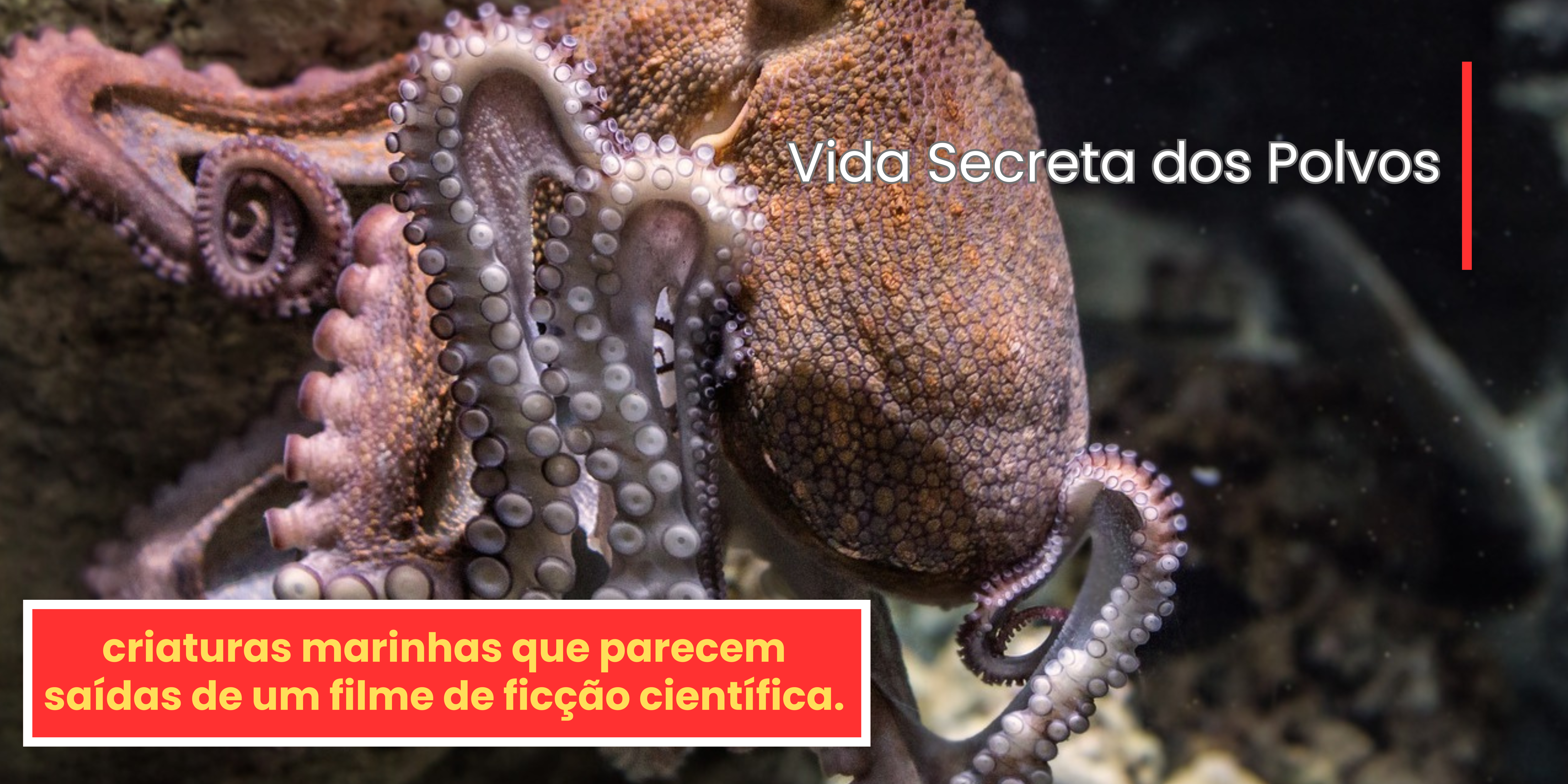 Vida Secreta dos Polvos