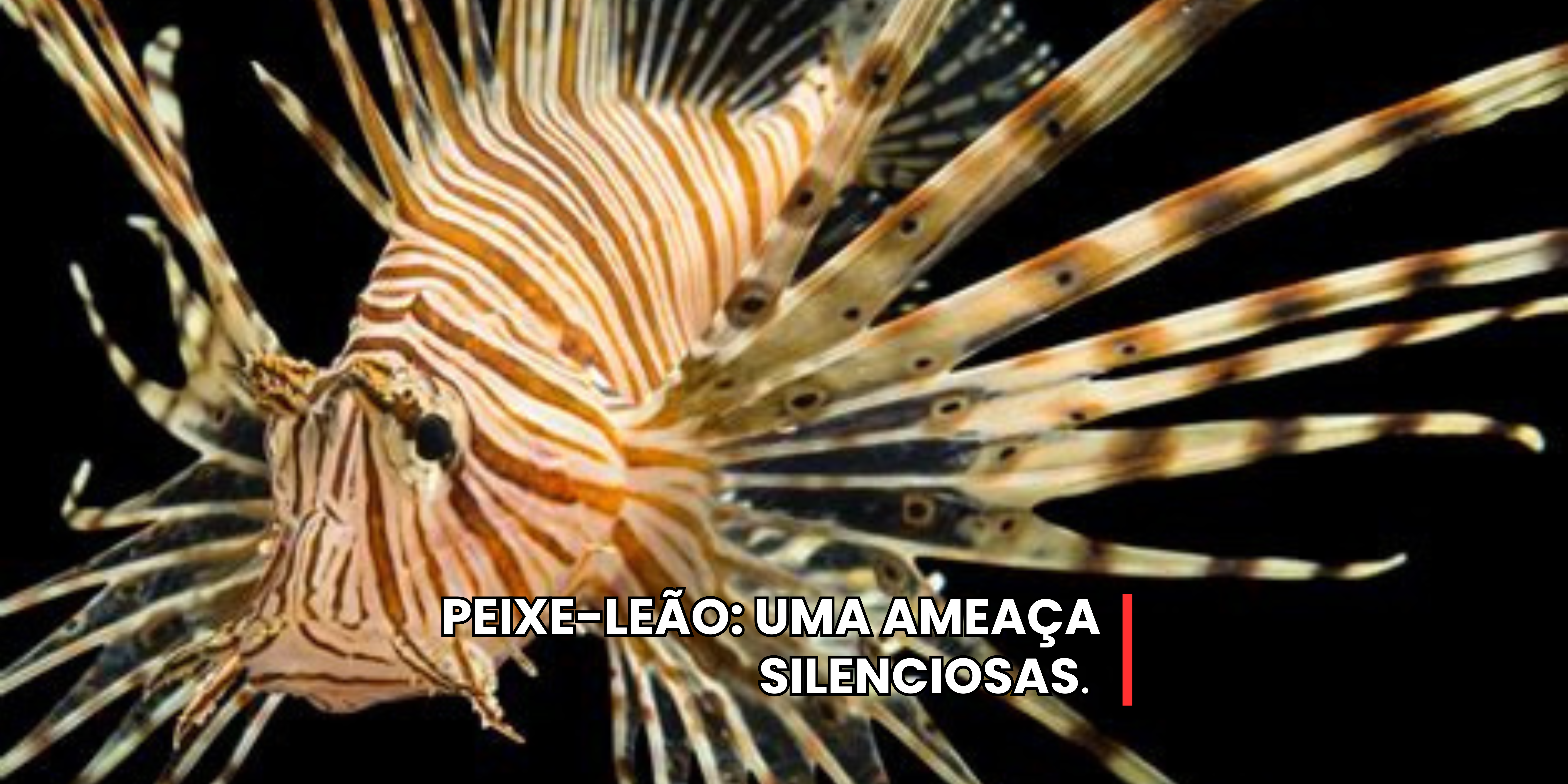 UMA ESPÉCIE INVASORA AMEAÇA A NOSSA BIOLOGIA MARÍTIMA E HUMANA